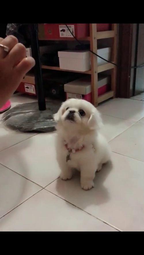 小狗狗视频,小狗狗视频集锦